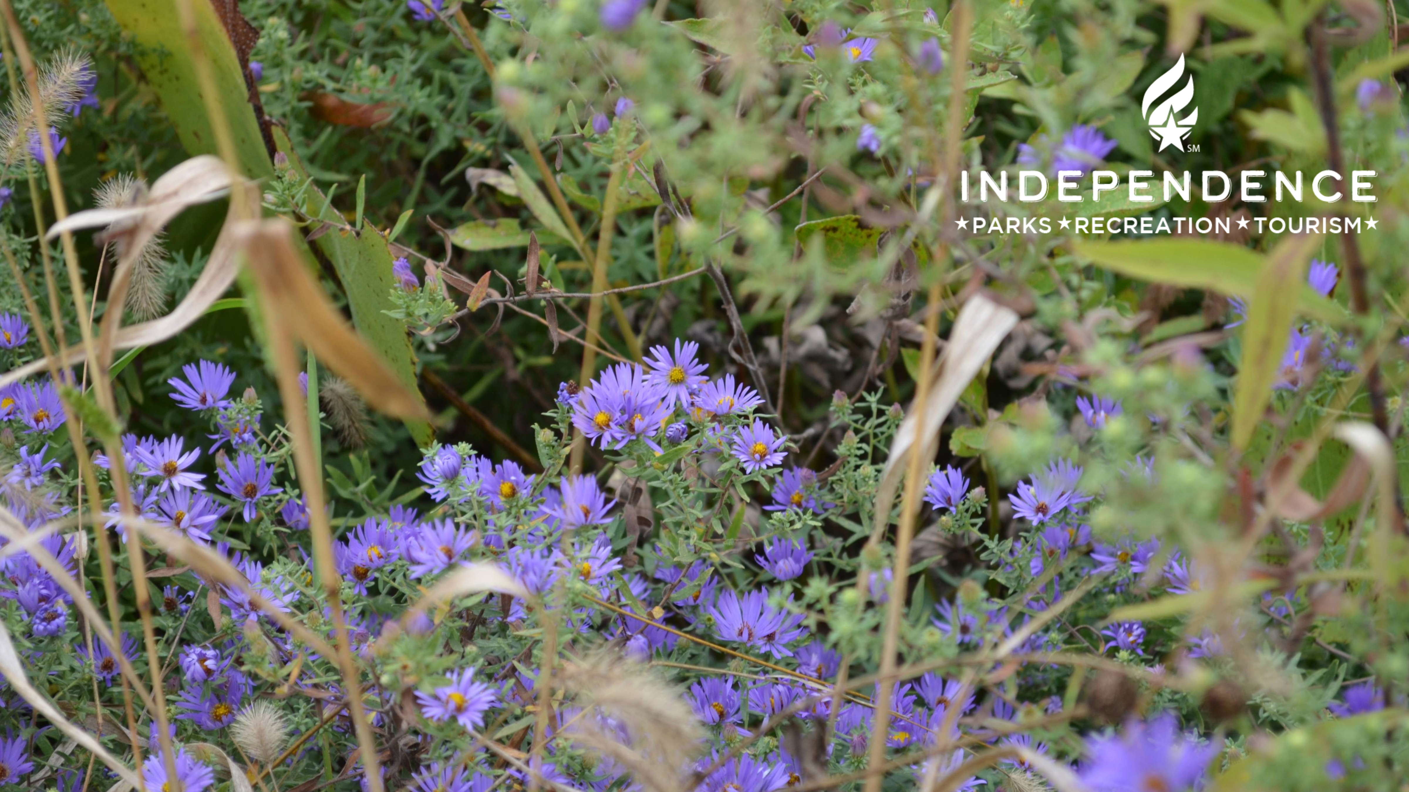 Image of purple flowers taken at George Owens Nature Park with a white City of Independence logo in the upper right corner
