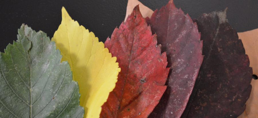 Image of leaves green, yellow, red, purple, and brown