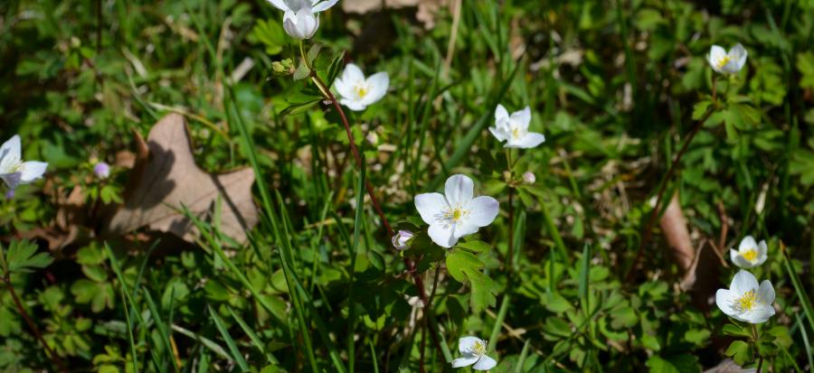 Image of white flowers in the spring