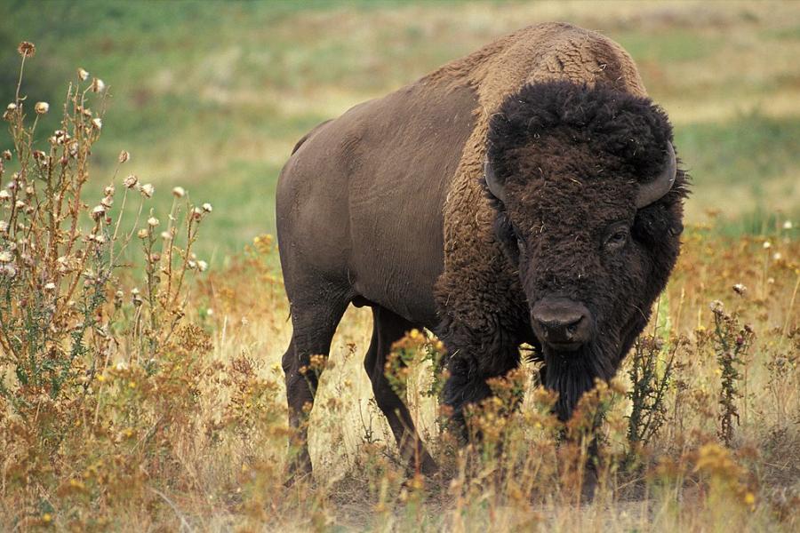 One Bison standing in prairie