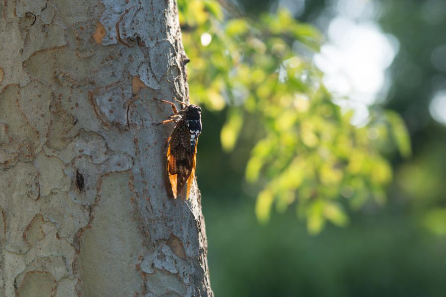 Cicada on tree.