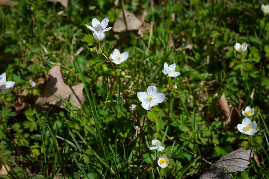 Image of white flowers in the spring