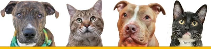 Photo of adoptable dogs and cats