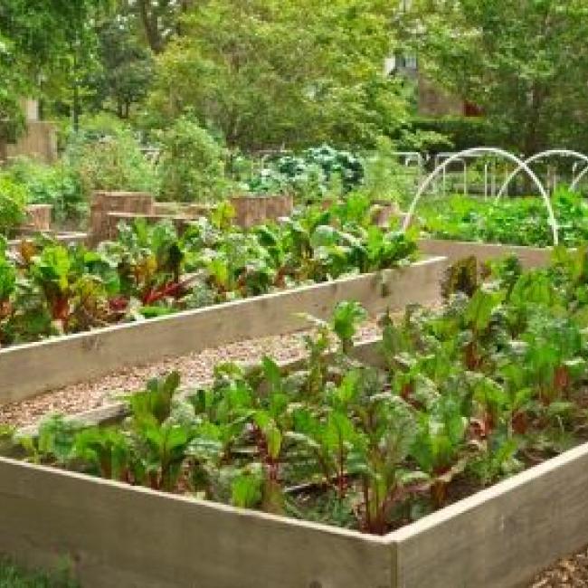 An image of several garden beds with growing plants and trees in the background.
