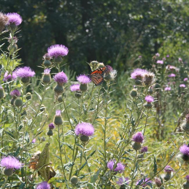 Image of butterflies on thistles at George Owens Nature Park